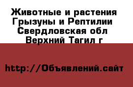 Животные и растения Грызуны и Рептилии. Свердловская обл.,Верхний Тагил г.